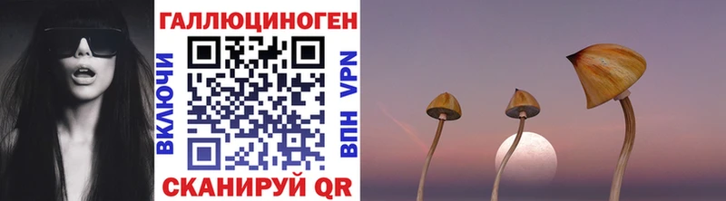 Псилоцибиновые грибы Psilocybe  mega ССЫЛКА  Белая Холуница  закладка 